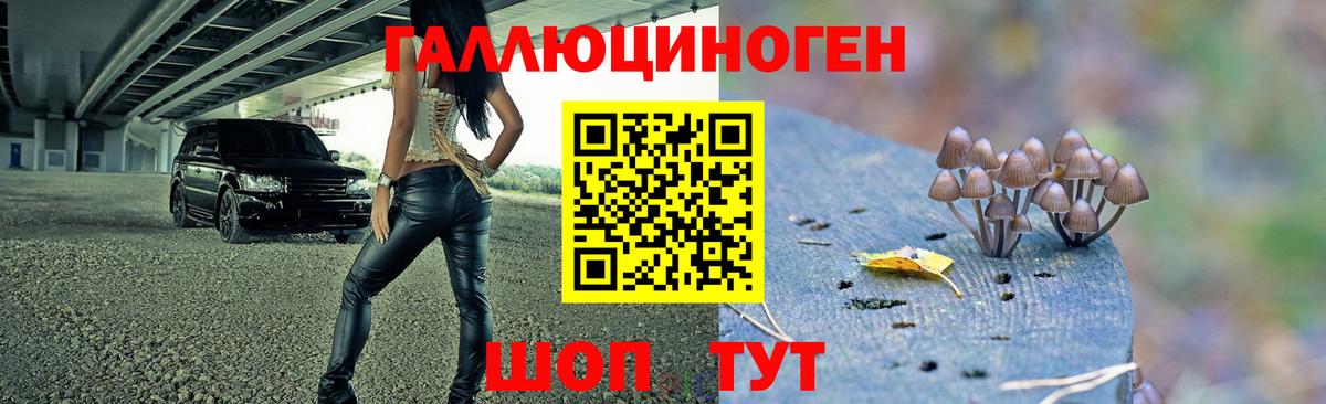 Псилоцибиновые грибы Psilocybine cubensis  где продают   Зима  Вход с VPN 